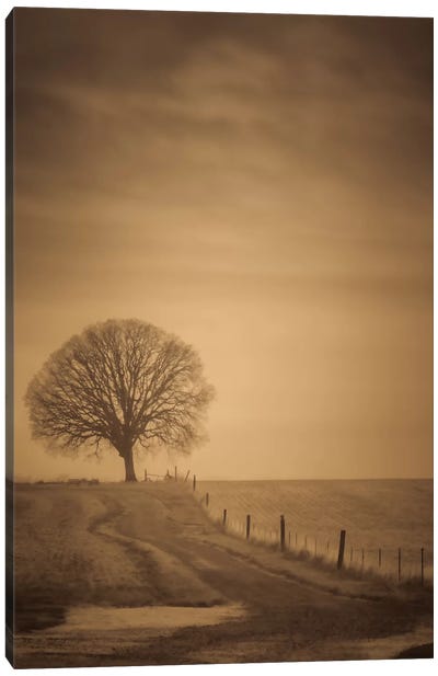 The Tree At The End Of The Path Canvas Art Print - Don Schwartz