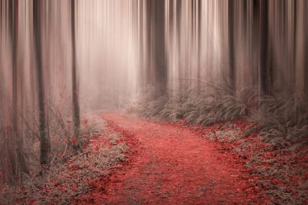Mist & Fog: Through The Woods III by Don Schwartz