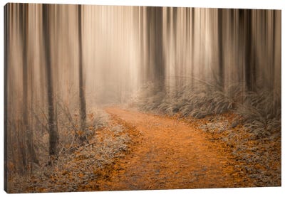 Through The Woods IV Canvas Art Print - Mist & Fog Art