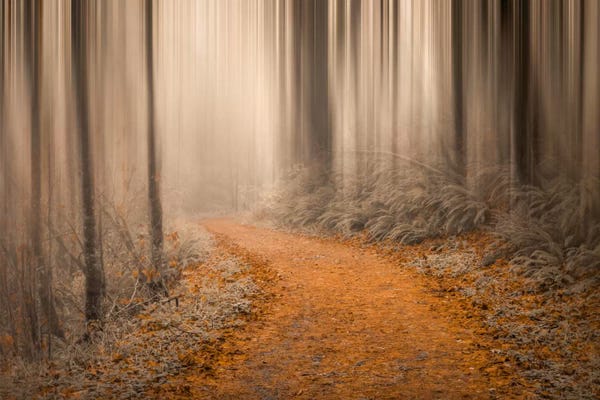 Mist & Fog: Through The Woods IV by Don Schwartz