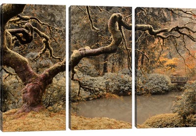 Transcendent Maple Canvas Art Print - Maple Tree Art