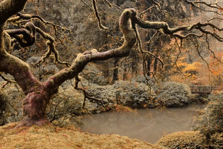 Transcendent Maple by Don Schwartz wall art