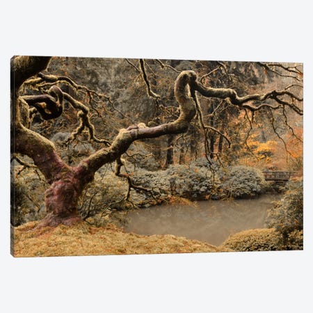 Transcendent Maple Canvas Print #DSC95} by Don Schwartz Canvas Art Print