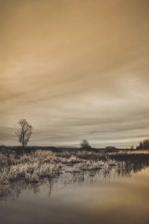 Tree By The Pond