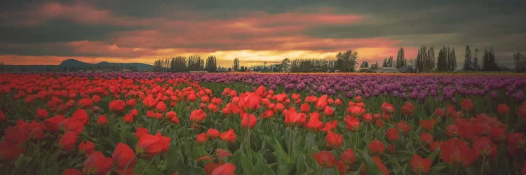 Tulips Aglow