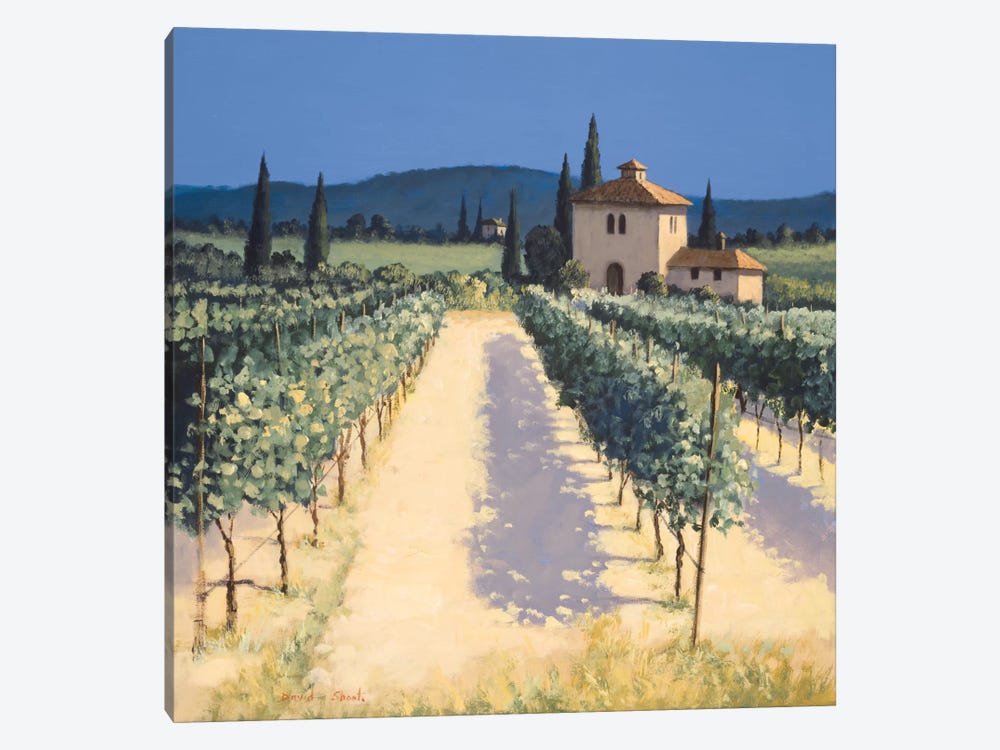 Vineyard Shadows by David Short 1-piece Canvas Art Print