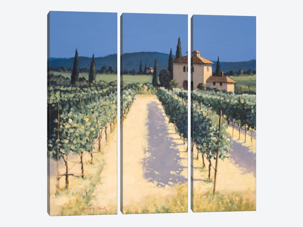 Vineyard Shadows by David Short 3-piece Canvas Print