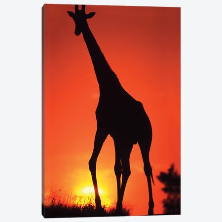 Giraffe Silhouette At Sunset, South Africa, Kruger National Park Canvas Print #DSL1} by David Slater Art Print