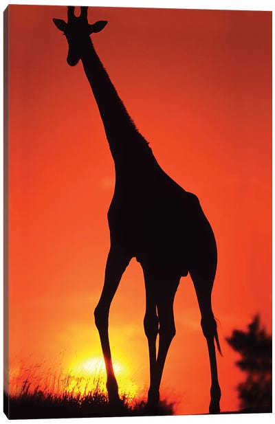 Giraffe Silhouette At Sunset, South Africa, Kruger National Park Canvas Art Print