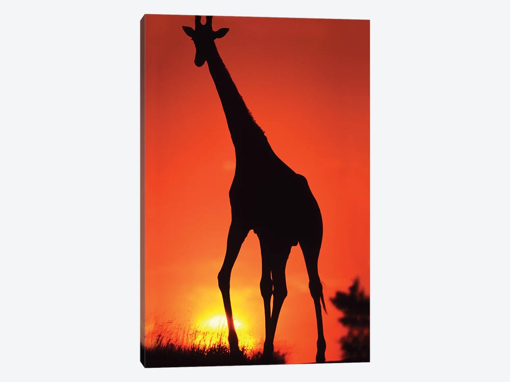 Giraffe Silhouette At Sunset, South Africa, Kruger National Park by David Slater 1-piece Canvas Art Print