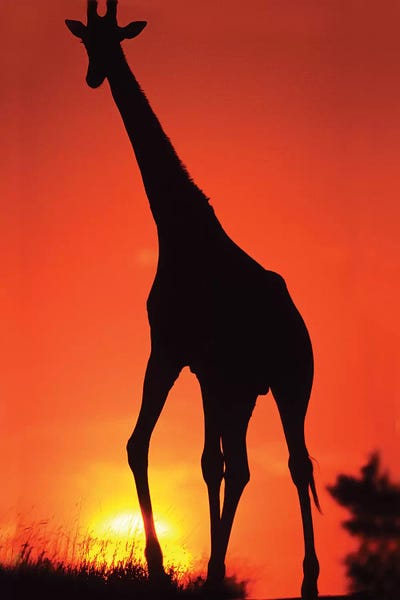 Giraffes: Giraffe Silhouette At Sunset, South Africa, Kruger National Park by David Slater