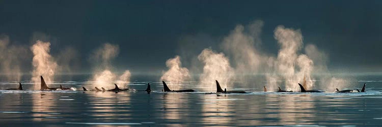 A Group Of Orcas Come To The Surface On a Calm Day, Lynn Canal, Inside Passage, Alaska