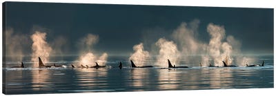 A Group Of Orcas Come To The Surface On a Calm Day, Lynn Canal, Inside Passage, Alaska Canvas Art Print - Alaska