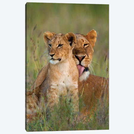 Lioness Licking Cub Clean At Dusk, Ol Pejeta Conservancy, Kenya Canvas Print #DSN1} by Design Pics Canvas Art Print