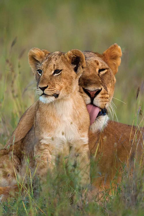 Lioness Licking Cub Clean At Dusk, Ol Pejeta Conservancy, Kenya