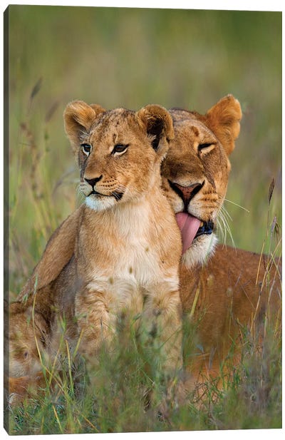 Lioness Licking Cub Clean At Dusk, Ol Pejeta Conservancy, Kenya Canvas Art Print - Animal Rights Art