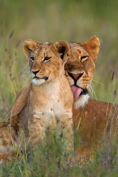 Kenya: Lioness Licking Cub Clean At Dusk, Ol Pejeta Conservancy, Kenya by Design Pics