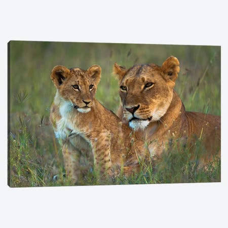 Lioness With Cub At Dusk, Ol Pejeta Conservancy, Kenya Canvas Print #DSN2} by Design Pics Canvas Art Print
