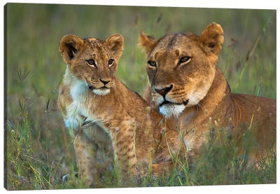 Lioness With Cub At Dusk, Ol Pejeta Conservancy, Kenya Canvas Art Print - Kenya