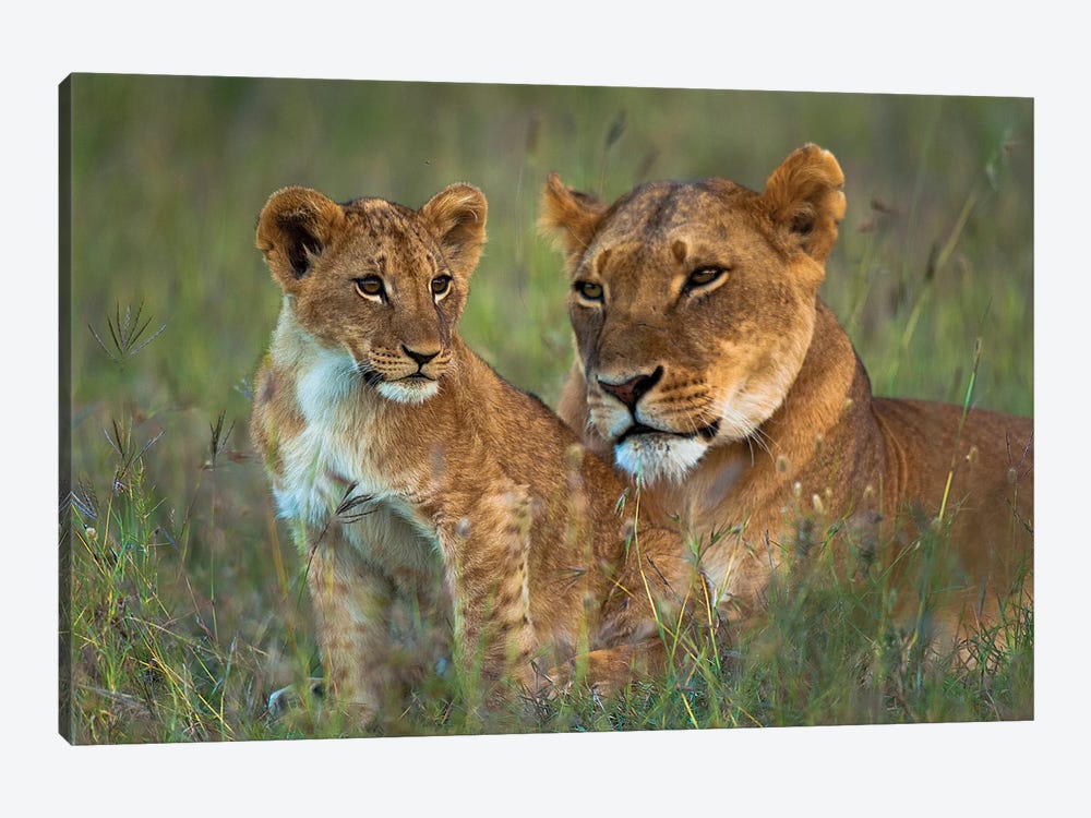 Lioness With Cub At Dusk, Ol Pejeta Conservancy, Kenya by Design Pics 1-piece Canvas Art