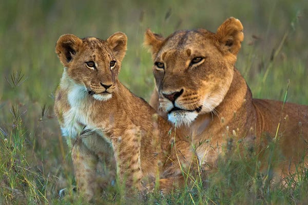 Wildlife Conservation: Lioness With Cub At Dusk, Ol Pejeta Conservancy, Kenya by Design Pics