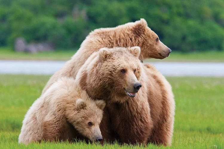 Coastal Brown Bear Sow With Her Two Spring Cubs At Hallo Bay, Katmai National Park, Alaska