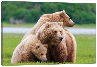 Coastal Brown Bear Sow With Her Two Spring Cubs At Hallo Bay, Katmai National Park, Alaska Canvas Art Print