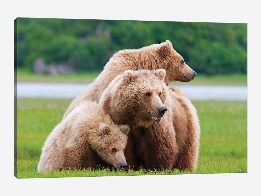 Coastal Brown Bear Sow With Her Two Spring Cubs At Hallo Bay, Katmai National Park, Alaska by Design Pics 1-piece Canvas Art Print