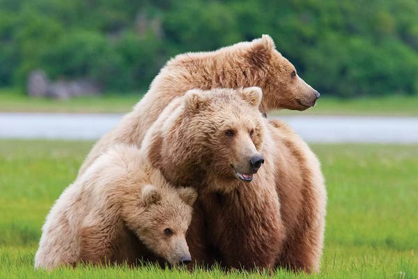 Brown Bears: Coastal Brown Bear Sow With Her Two Spring Cubs At Hallo Bay, Katmai National Park, Alaska by Design Pics