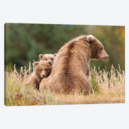 Coastal Grizzly Sow With Her Spring Cubs At Hallo Bay, Katmai National Park, Alaska Canvas Print #DSN4} by Design Pics Canvas Artwork