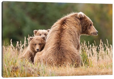 Coastal Grizzly Sow With Her Spring Cubs At Hallo Bay, Katmai National Park, Alaska Canvas Art Print - Grizzly Bear Art