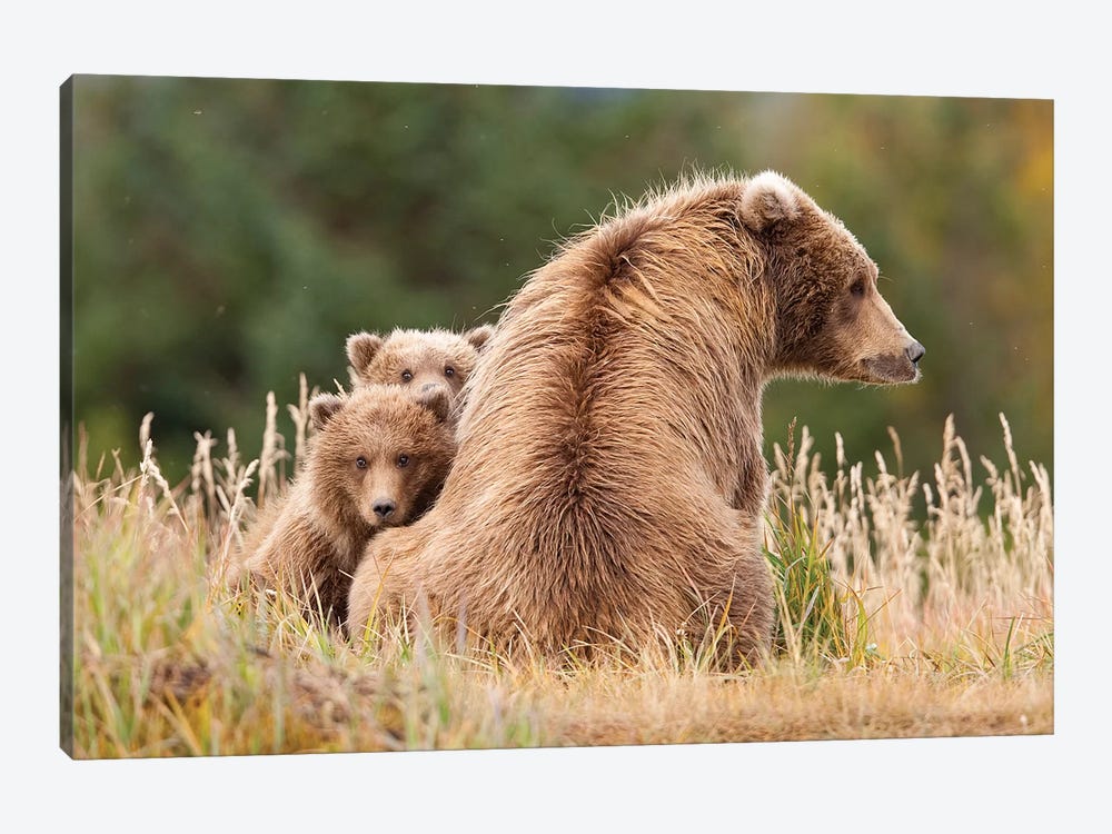 Coastal Grizzly Sow With Her Spring Cubs At Hallo Bay, Katmai National Park, Alaska by Design Pics 1-piece Canvas Artwork