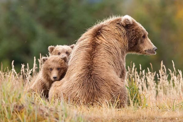 Grizzly Bears: Coastal Grizzly Sow With Her Spring Cubs At Hallo Bay, Katmai National Park, Alaska by Design Pics