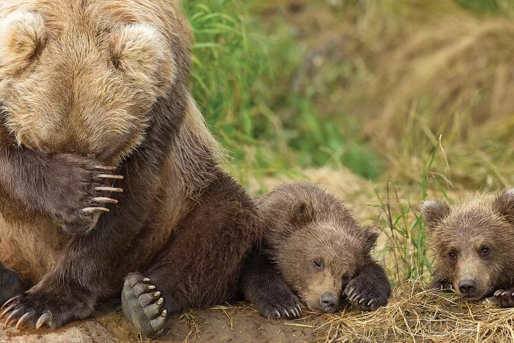 Mom Wait Mama Bear and Cub, Wildlife Photography, Animal Photo Print,  Nature Wall Art 