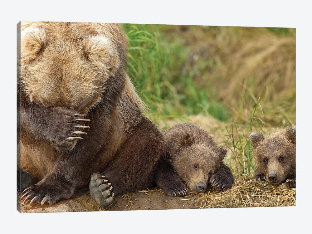 A Brown Bear Mother And Her Cubs Resting On The Bank Of Grizzly Creek In Katmai National Park, Southwest Alaska, Summer by Design Pics 1-piece Canvas Art Print