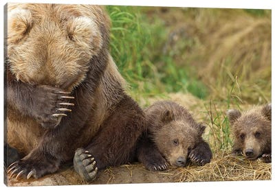 A Brown Bear Mother And Her Cubs Resting On The Bank Of Grizzly Creek In Katmai National Park, Southwest Alaska, Summer Canvas Art Print - Grizzly Bear Art