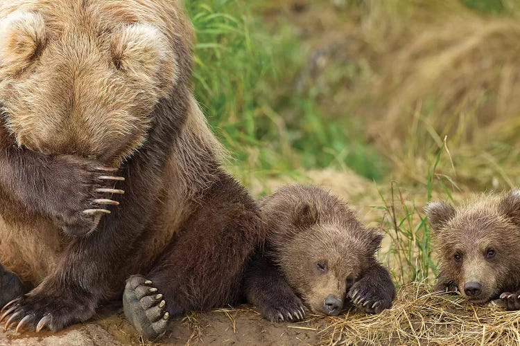 A Brown Bear Mother And Her Cubs Resting On The Bank Of Grizzly Creek In Katmai National Park, Southwest Alaska, Summer