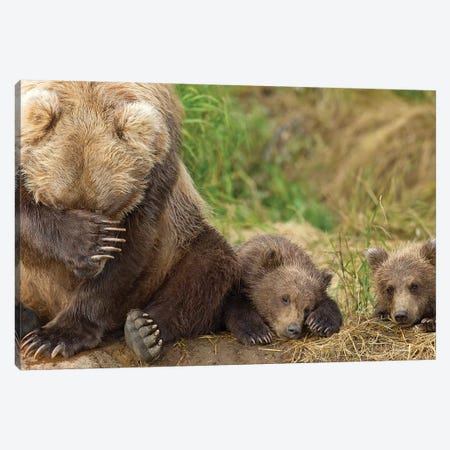A Brown Bear Mother And Her Cubs Resting On The Bank Of Grizzly Creek In Katmai National Park, Southwest Alaska, Summer Canvas Print #DSN5} by Design Pics Canvas Wall Art