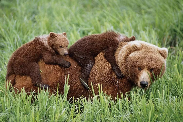 Grizzly Cubs Ride On Top Of Their Mother As She Walking Through Grass Near McNeil River