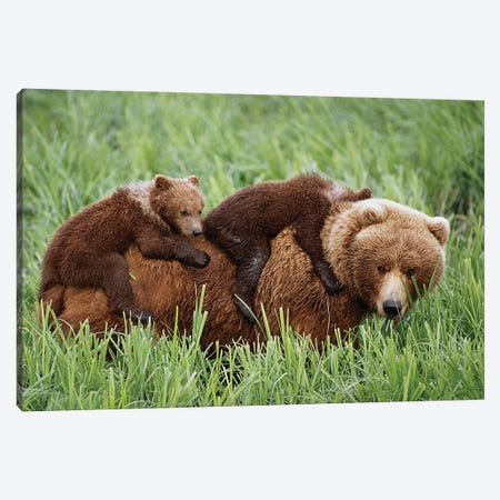 Grizzly Cubs Ride On Top Of Their Mother As She Walking Through Grass Near McNeil River Canvas Print #DSN6} by Design Pics Canvas Artwork