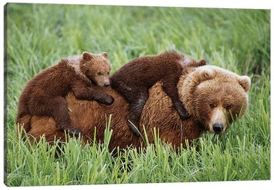 Grizzly Cubs Ride On Top Of Their Mother As She Walking Through Grass Near McNeil River Canvas Art Print - Wildlife Conservation Art