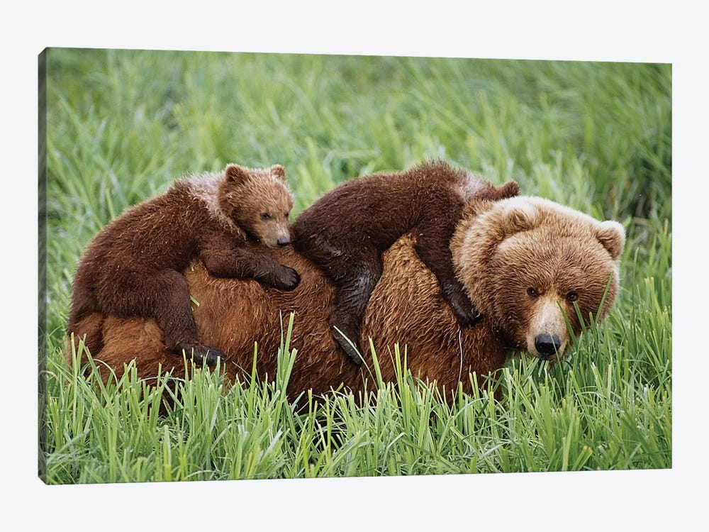 Grizzly Cubs Ride On Top Of Their Mother As She Walking Through Grass Near McNeil River by Design Pics 1-piece Canvas Art