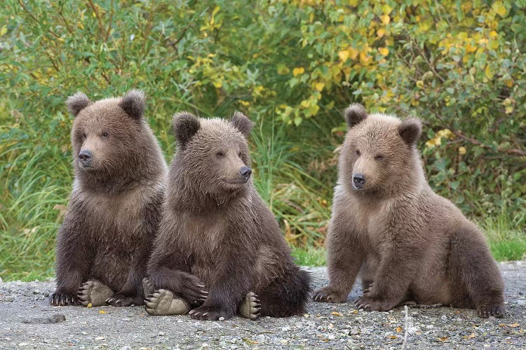 Brown Bear Triplet Spring Cubs, Katmai National Park, Alaska