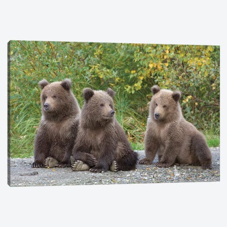 Brown Bear Triplet Spring Cubs, Katmai National Park, Alaska Canvas Print #DSN7} by Design Pics Canvas Artwork