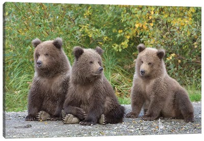 Brown Bear Triplet Spring Cubs, Katmai National Park, Alaska Canvas Art Print - Brown Bear Art