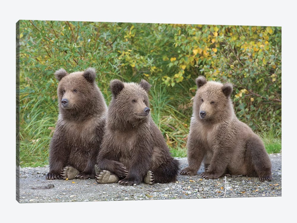 Brown Bear Triplet Spring Cubs, Katmai National Park, Alaska by Design Pics 1-piece Canvas Print