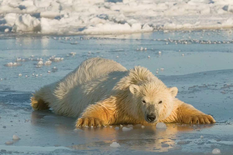 Polar Bear Cub Sprawled Out Over Thin Newly Forming Pack Ice, Beaufort Sea, Arctic National Wildlife Refuge, North Slope, Alaska