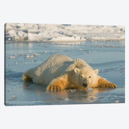Polar Bear Cub Sprawled Out Over Thin Newly Forming Pack Ice, Beaufort Sea, Arctic National Wildlife Refuge, North Slope, Alaska Canvas Print #DSN8} by Design Pics Canvas Art Print
