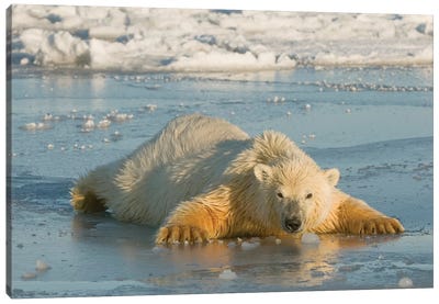 Polar Bear Cub Sprawled Out Over Thin Newly Forming Pack Ice, Beaufort Sea, Arctic National Wildlife Refuge, North Slope, Alaska Canvas Art Print - Polar Bear Art