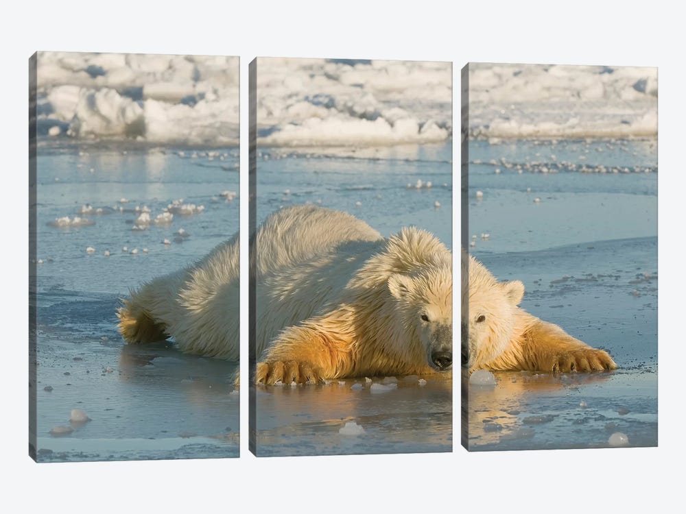 Polar Bear Cub Sprawled Out Over Thin Newly Forming Pack Ice, Beaufort Sea, Arctic National Wildlife Refuge, North Slope, Alaska by Design Pics 3-piece Canvas Art